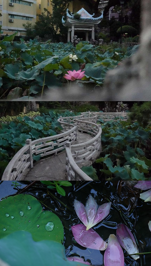 盧廉若公園。人民網(wǎng) 唐佳 攝