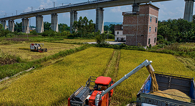 廣西賀州：搶收早稻