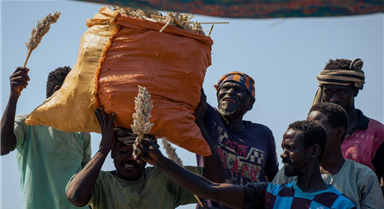 蘇丹卡薩拉州：高粱收獲