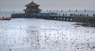 冬日棧橋賞海鷗